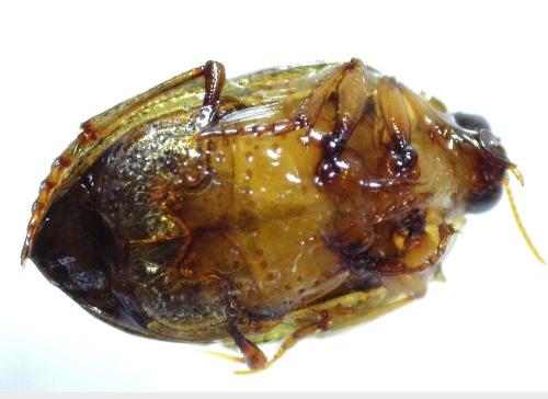 Peltodytes caesus